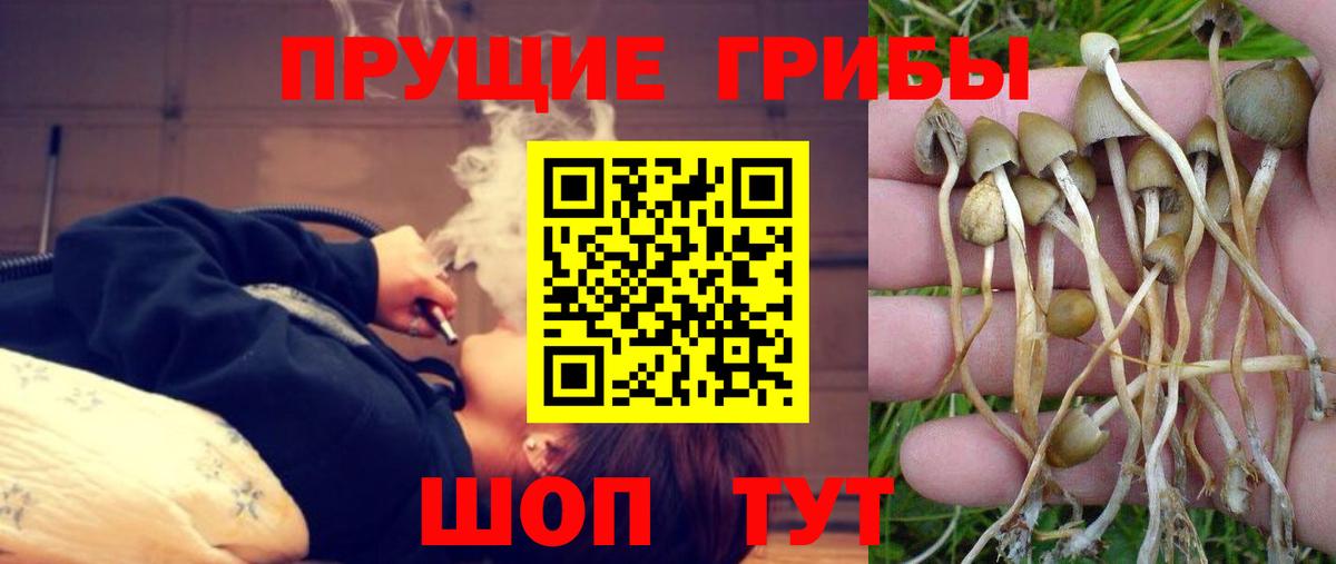Псилоцибиновые грибы Psilocybine cubensis  Псилоцибиновые грибы Psilocybine cubensis  Магнитогорск  Вход с VPN 